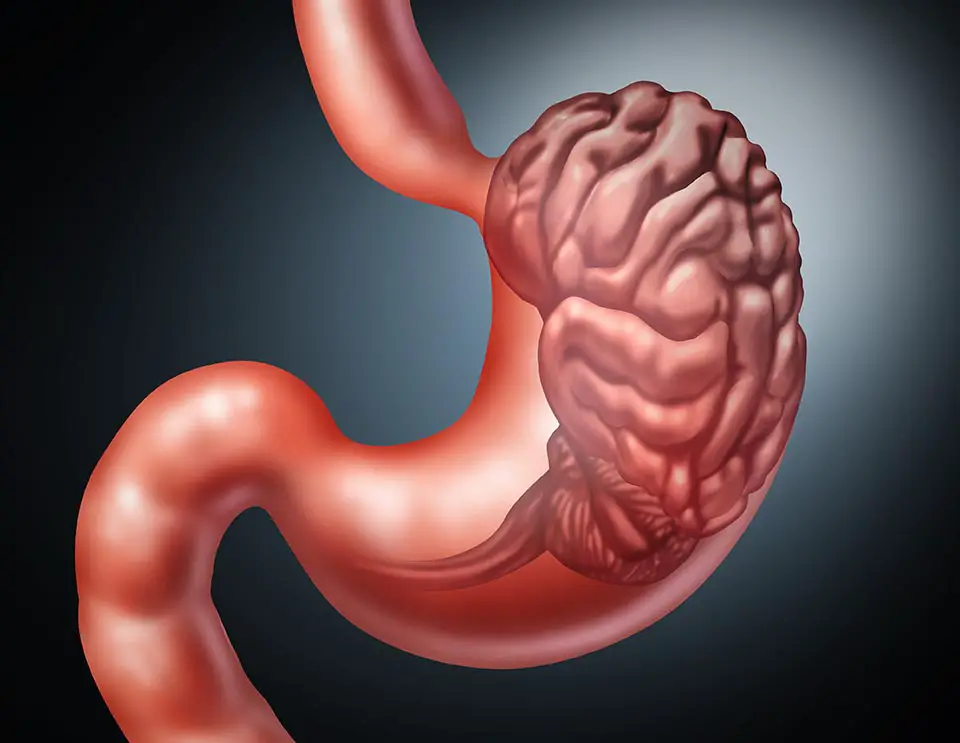 The gut microbiome plays huge roles in the body, not only related to digestion