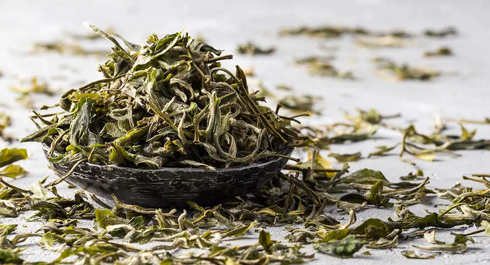 The benefits of white tea for weight loss