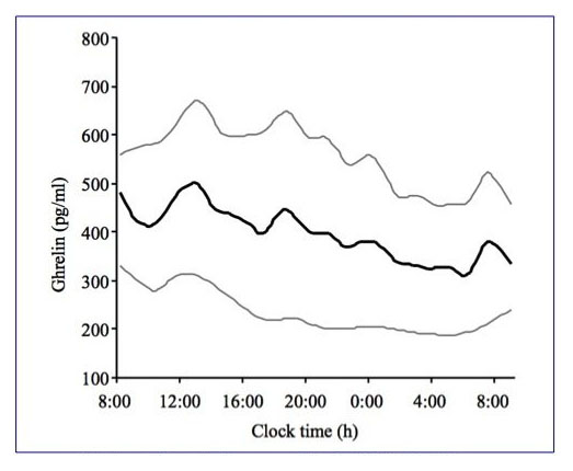 Overall eveolution of ghrelin during a 33 hours fast